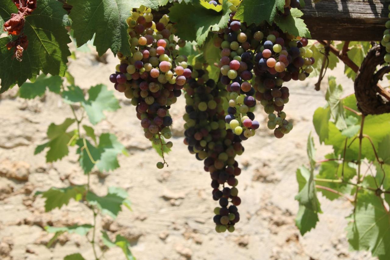 Podere Campo alle Serpi Bibbona Eksteriør bilde